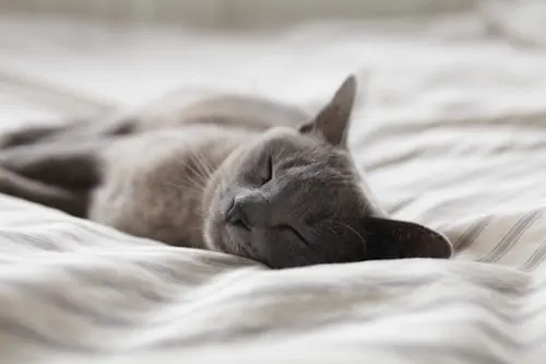 Can You Be Buried with Your Pet's Ashes? Animal Aftercare Explains.