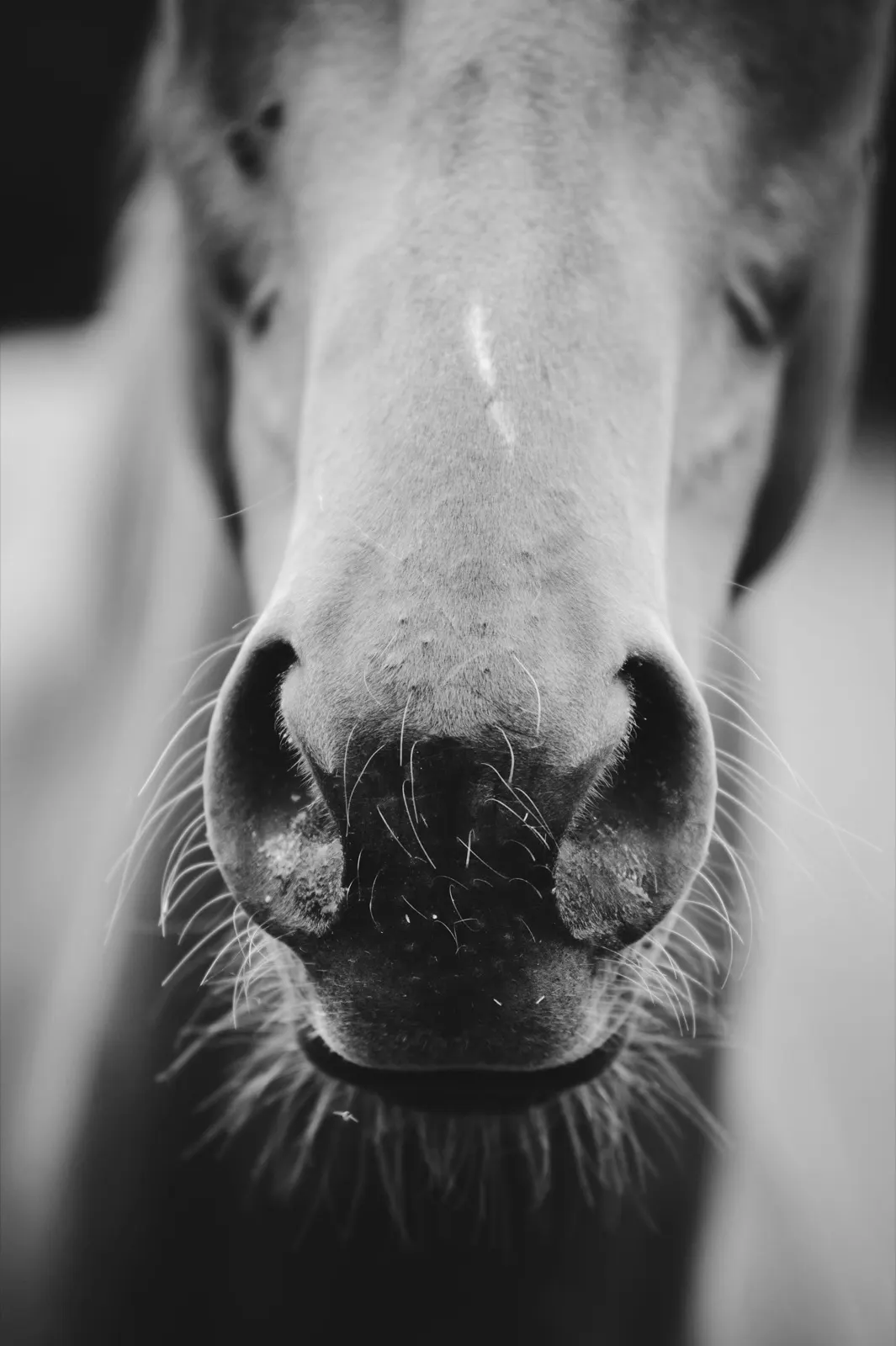 Can You Cremate a Horse? Animal Aftercare Explains.