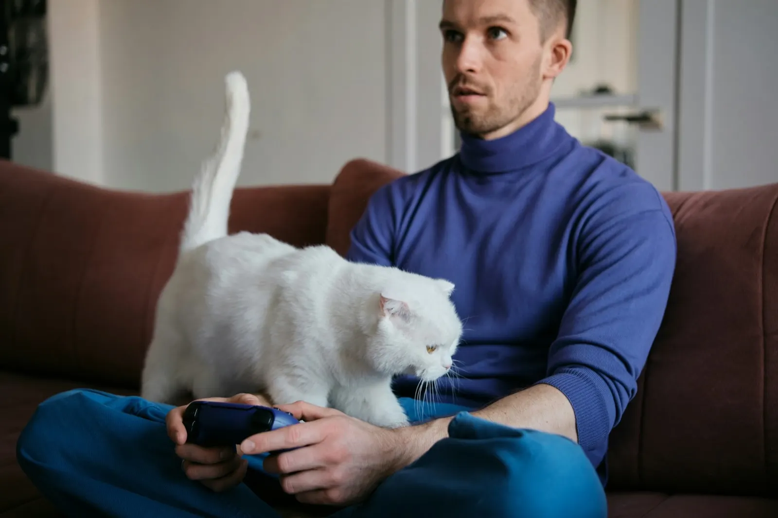 Cat Quality of Life Checklist: Essential Tips from Animal Aftercare.