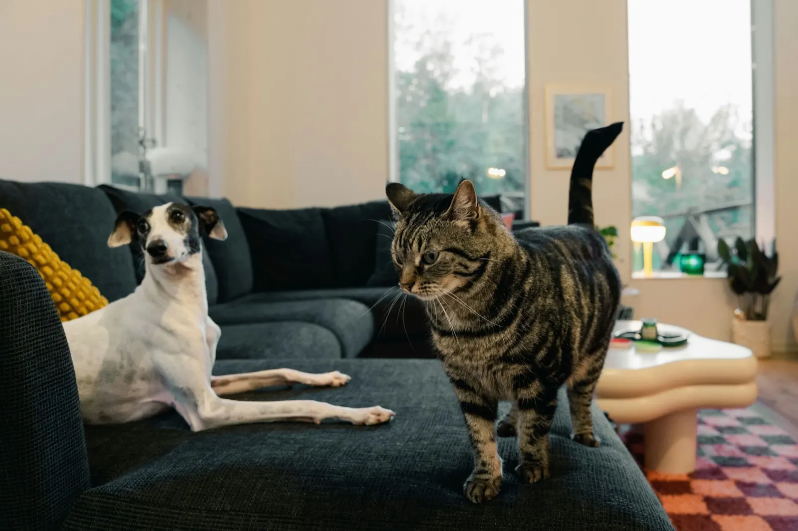 Chicago Cat Cremation: Compassionate Animal Aftercare Services for Your Beloved Pet.