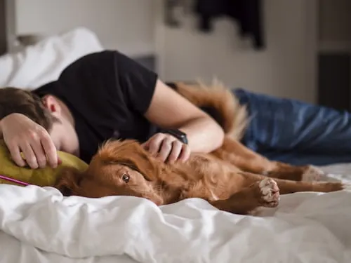 Cremate a Cat with Animal Aftercare: Expert and Compassionate Aftercare Services.