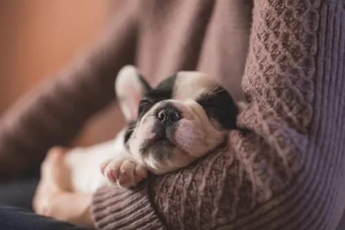 Did I Euthanize My Dog Too Soon? Exploring the Role of Animal Aftercare in End-of-Life Decisions.