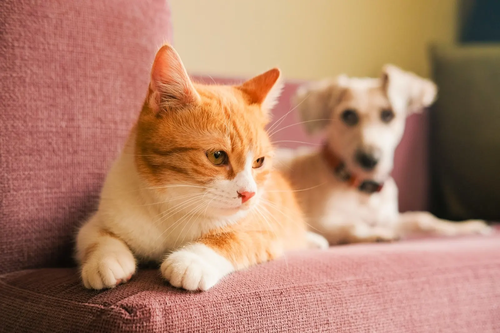 Disrespectful Things to Do with Ashes: Understanding Boundaries in Animal Aftercare.