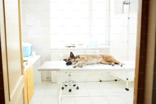 Do Dogs Say Goodbye Before They Die? Animal Aftercare Explains.