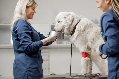 Do Our Pets Miss Us When They Die? Exploring the Science Behind Animal Aftercare.