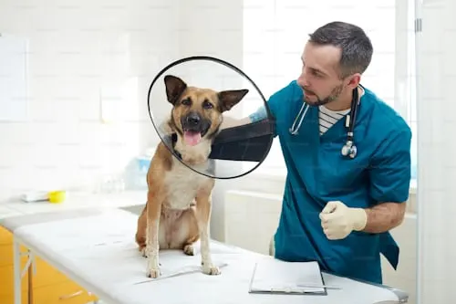 Dog Brain Tumor: When to Euthanize - Animal Aftercare.