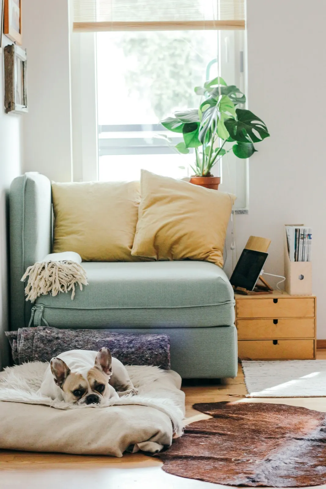 Dog Burial Backyard: Animal Aftercare's Guide to Properly Laying Your Pet to Rest at Home.