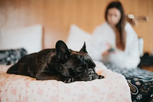 Dog Burial Box: High-Quality Options by Animal Aftercare.