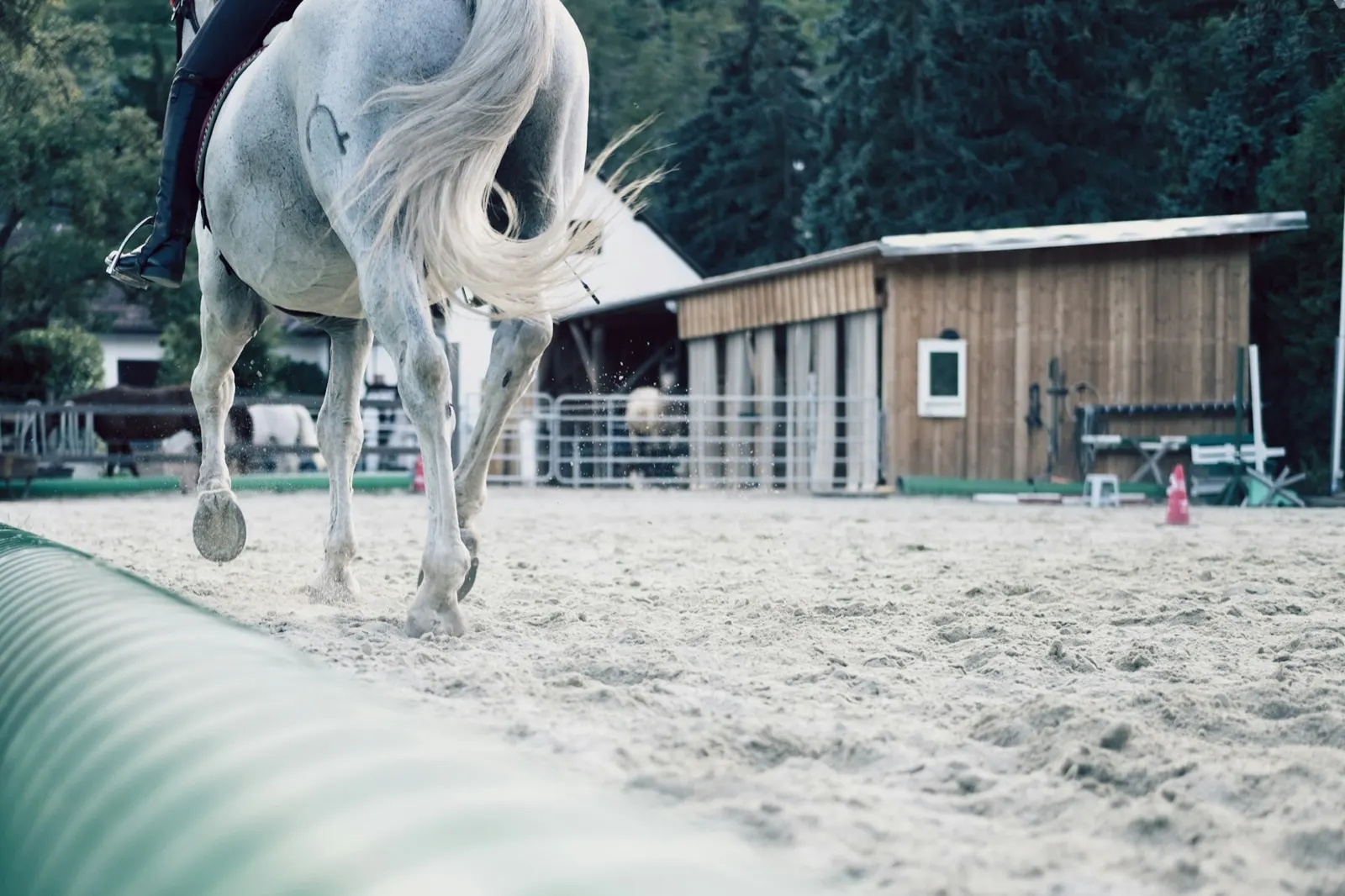 Horse Cremation Costs: Animal Aftercare's Guide.