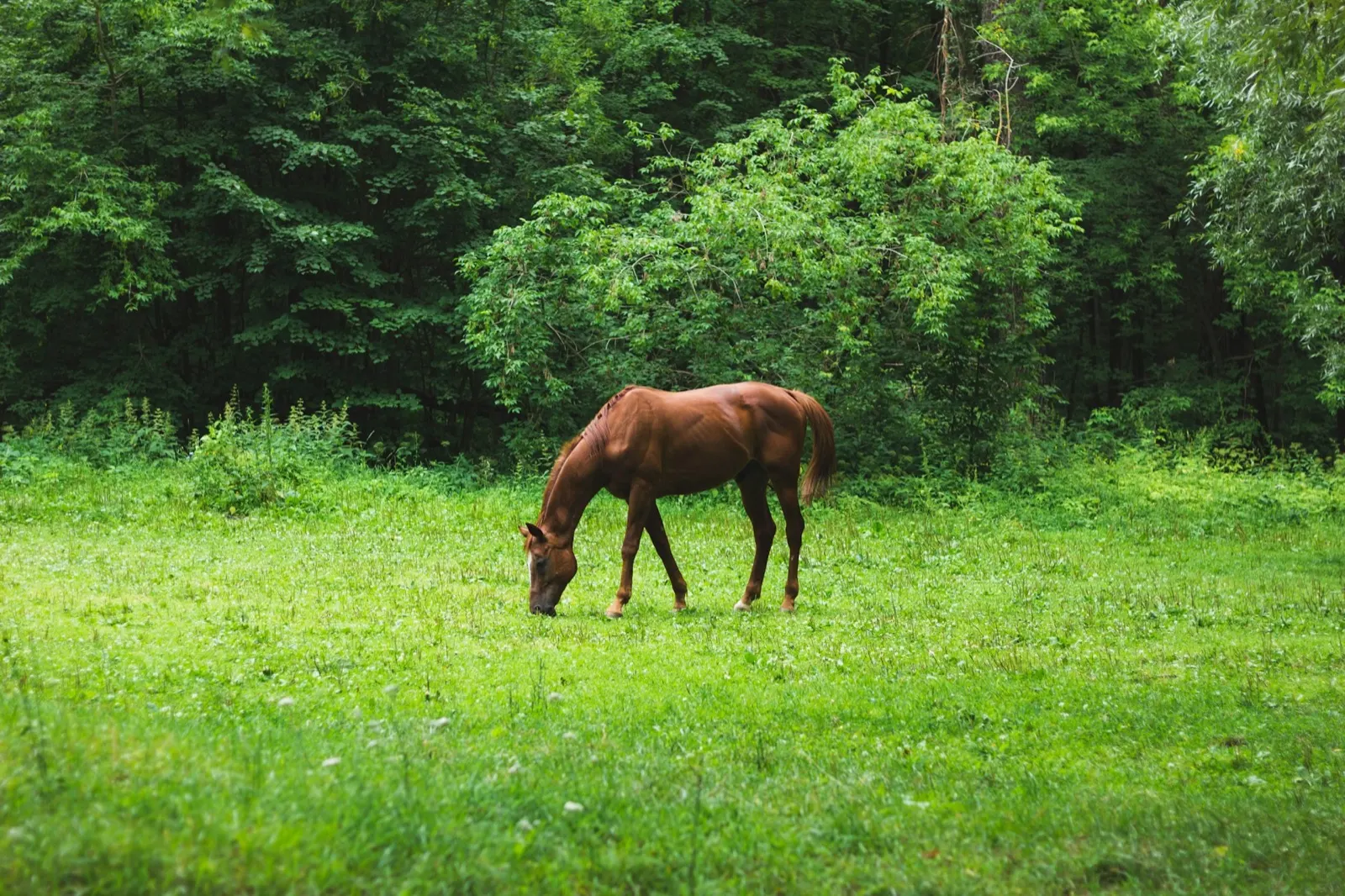 Horse Cremation Near Me: Animal Aftercare Provides Expert Services.