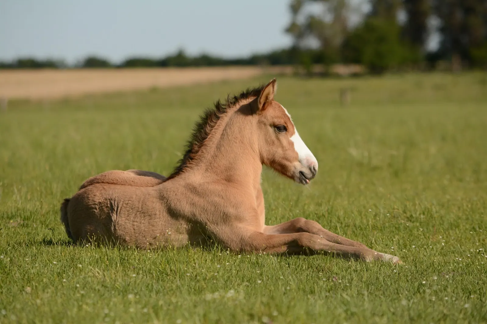 Horse Incinerator for Animal Aftercare: Efficient and Safe Disposal Solution.