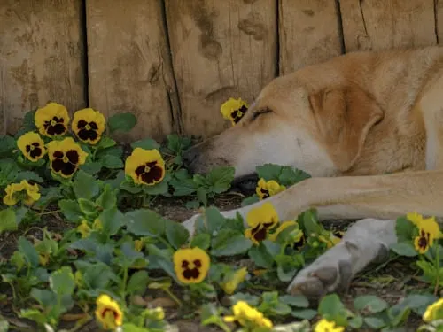 Animal Aftercare: How Long After a Dog Dies Does It Get Stiff?.