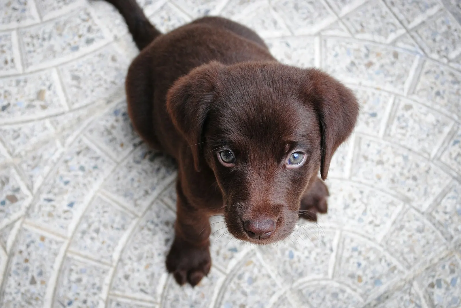 Animal Aftercare: How Long Can You Keep a Dead Pet at Home?.