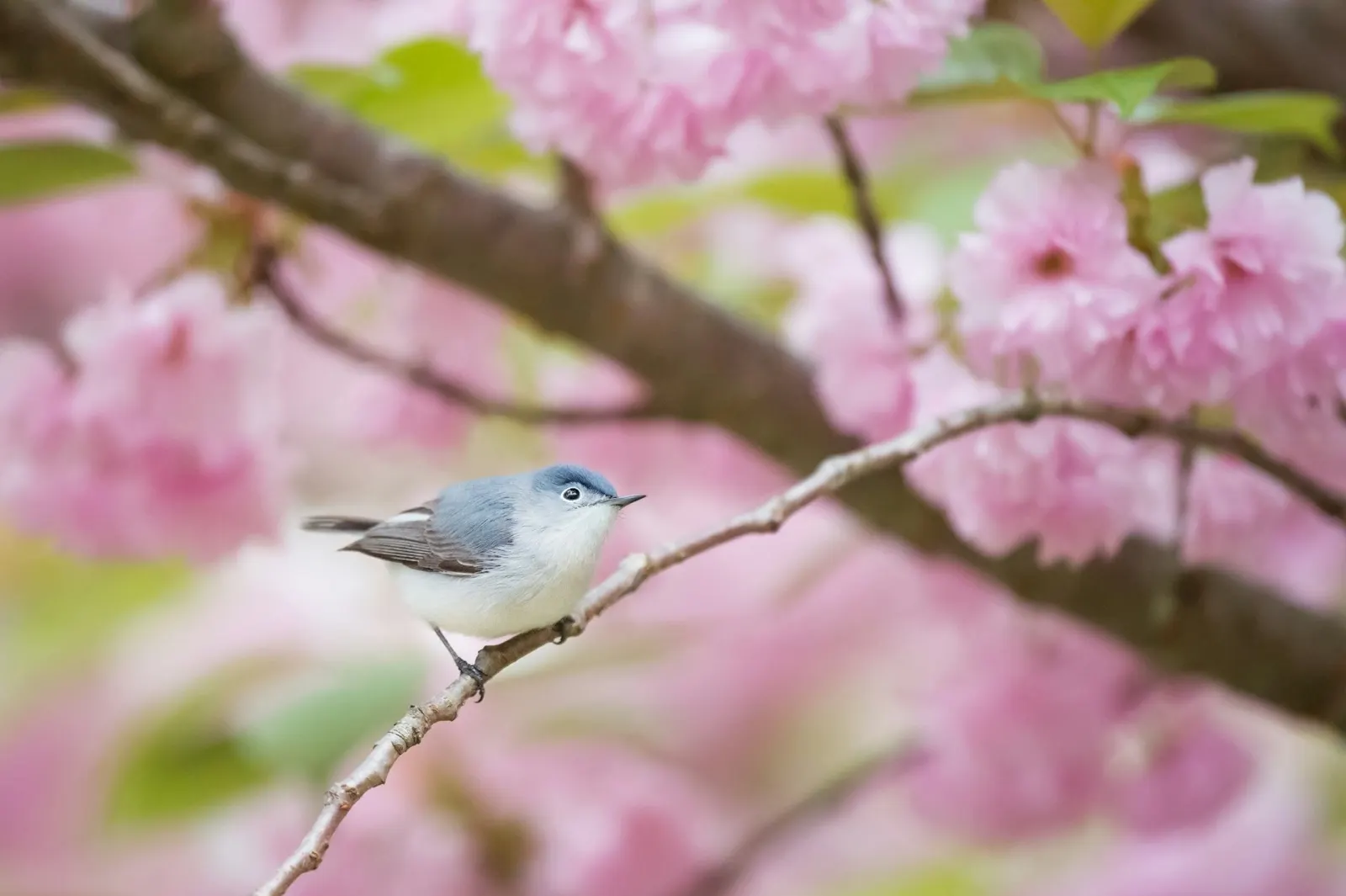 How Long Does It Take for a Bird to Decompose? Insights from Animal Aftercare.