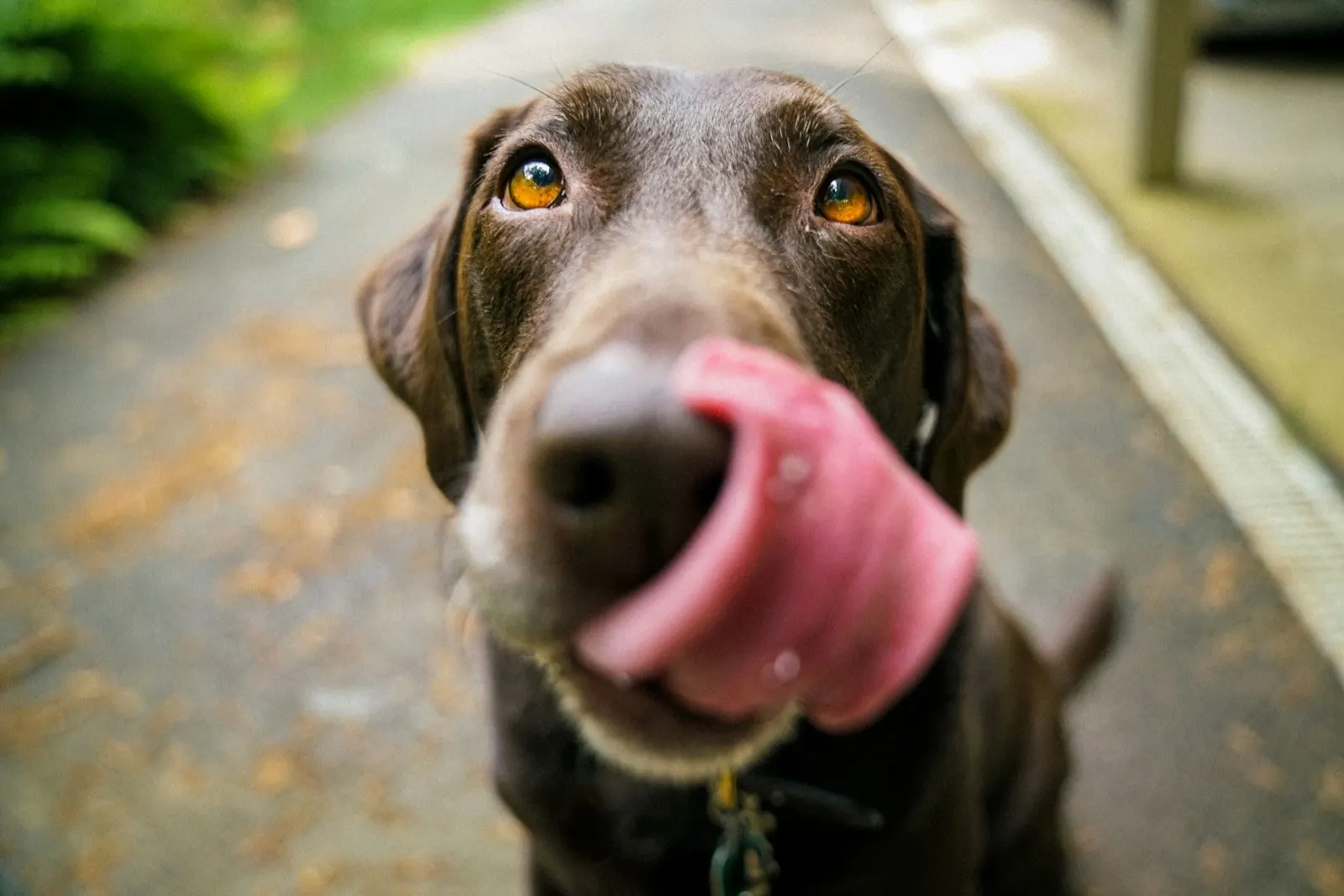 How Long Does It Take for a Dog to Decay? Aftercare Questions