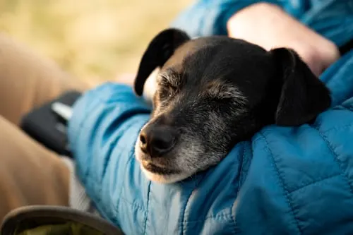 How Long Does It Take for a Dog to Decompose?
