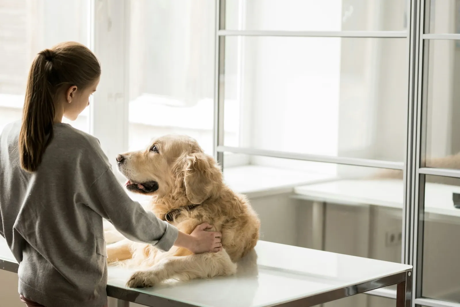 How Much Does Cremation Cost in Virginia? Insights from Animal Aftercare.