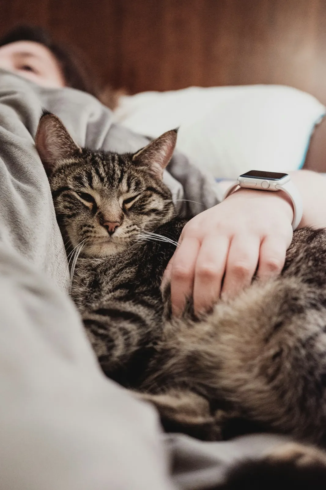 How Much Does Home Pet Euthanasia Cost with Animal Aftercare?.