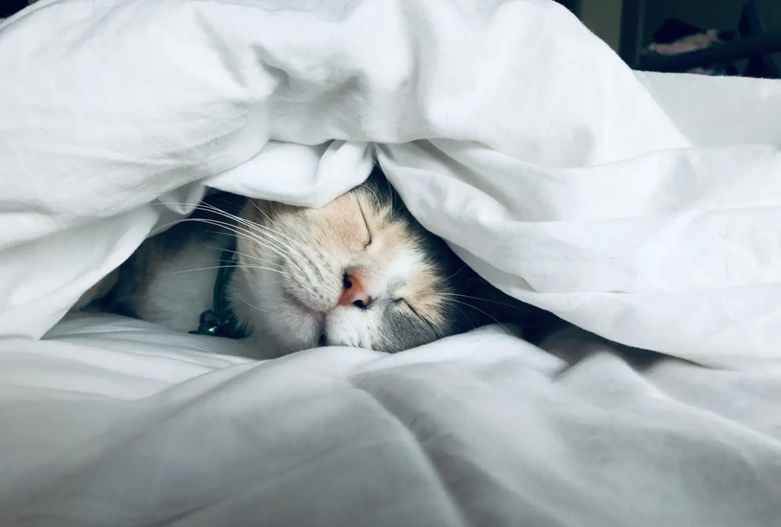 How Much Does It Cost to Put a Cat Down with Animal Aftercare?.