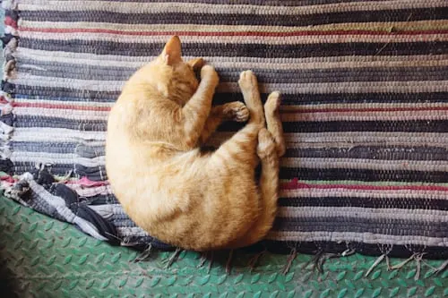 Animal Aftercare: How to Prepare for Pet Euthanasia at Home.
