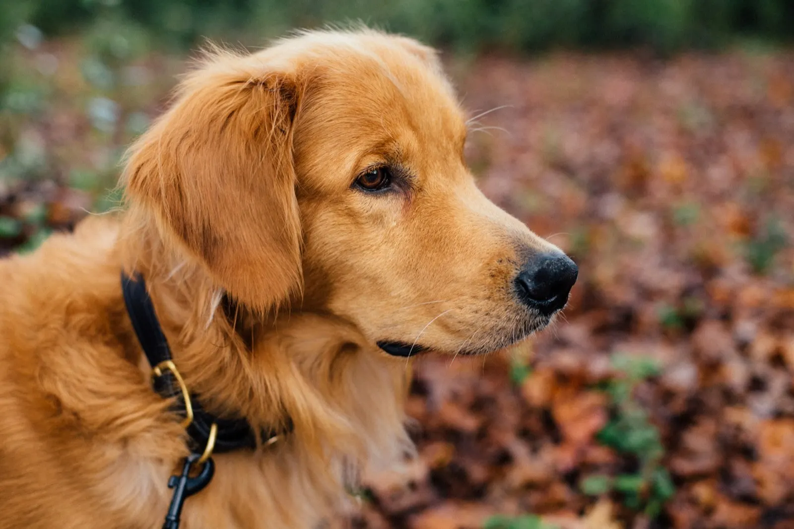 Large Animal Cremation Near Me: Questions and Provider Requests