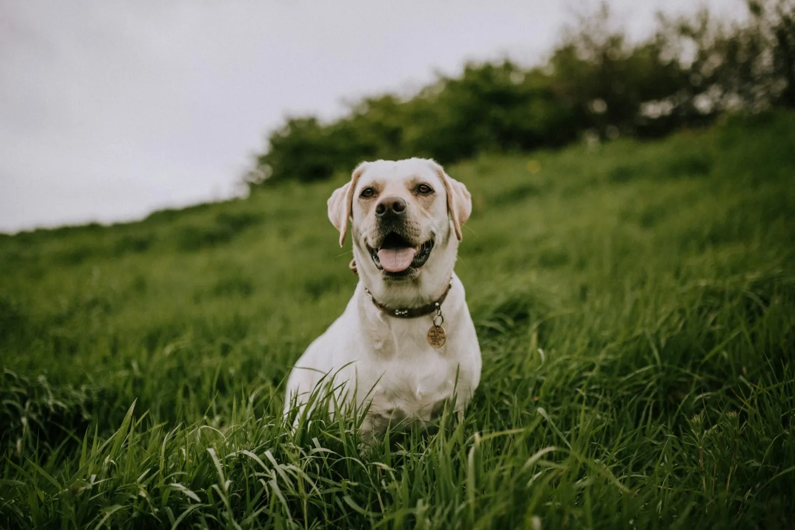 Palliative Care for Dogs with Cancer: Insights from Animal Aftercare.