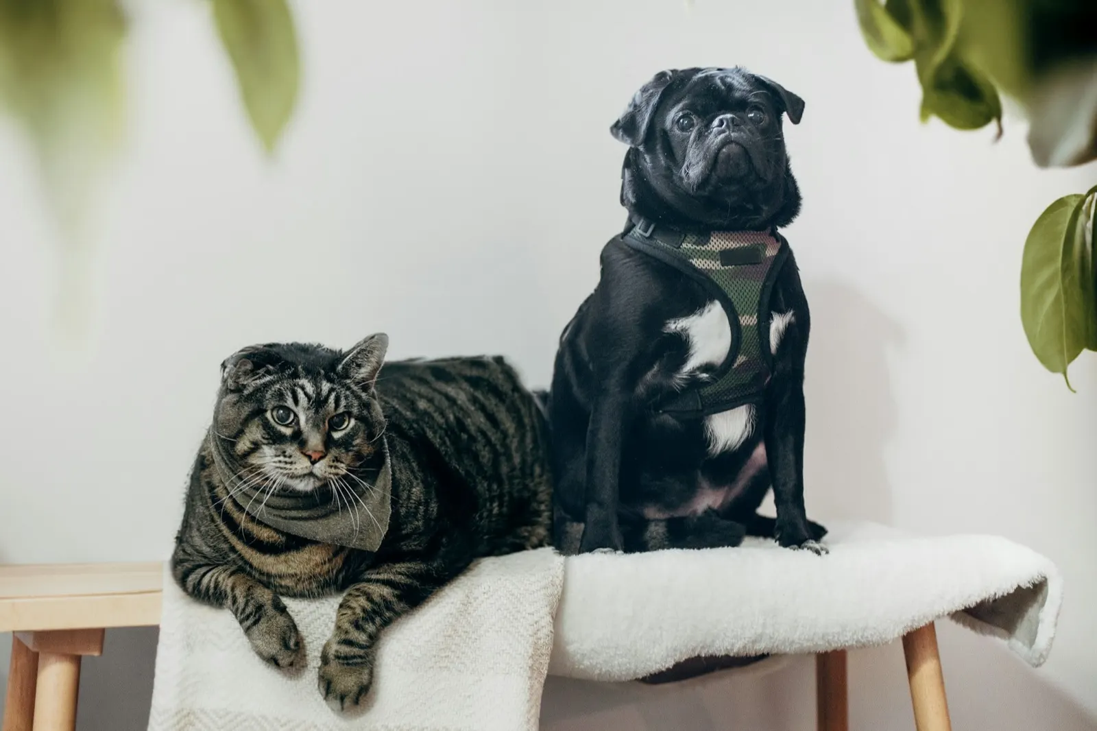 Pet Cremation Cost: Understanding the Pricing at Animal Aftercare.