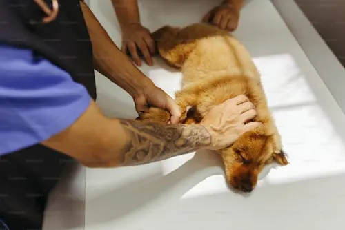 Pet Cremation Near Me: Trustworthy Animal Aftercare Services.