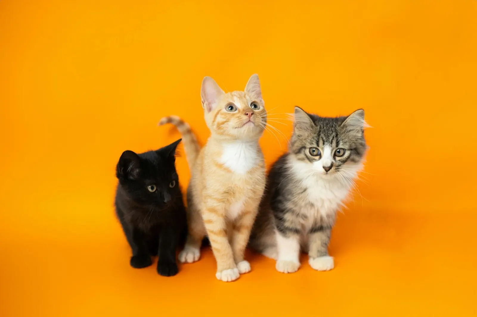 Pet Memorial Ideas with Ashes: Honoring Your Beloved Companion with Animal Aftercare.