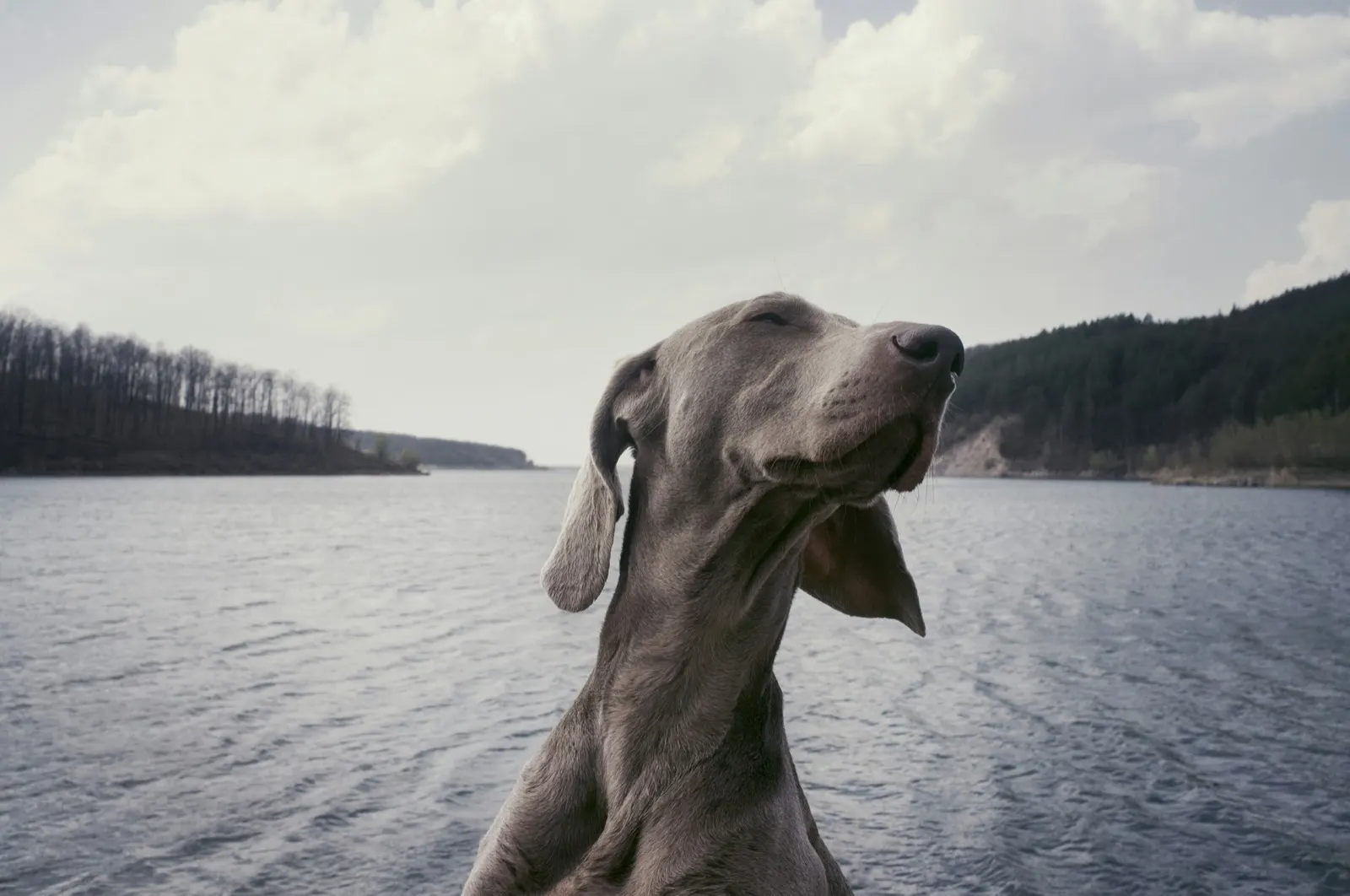 Prayer for the Passing of a Dog: Finding Comfort with Animal Aftercare.