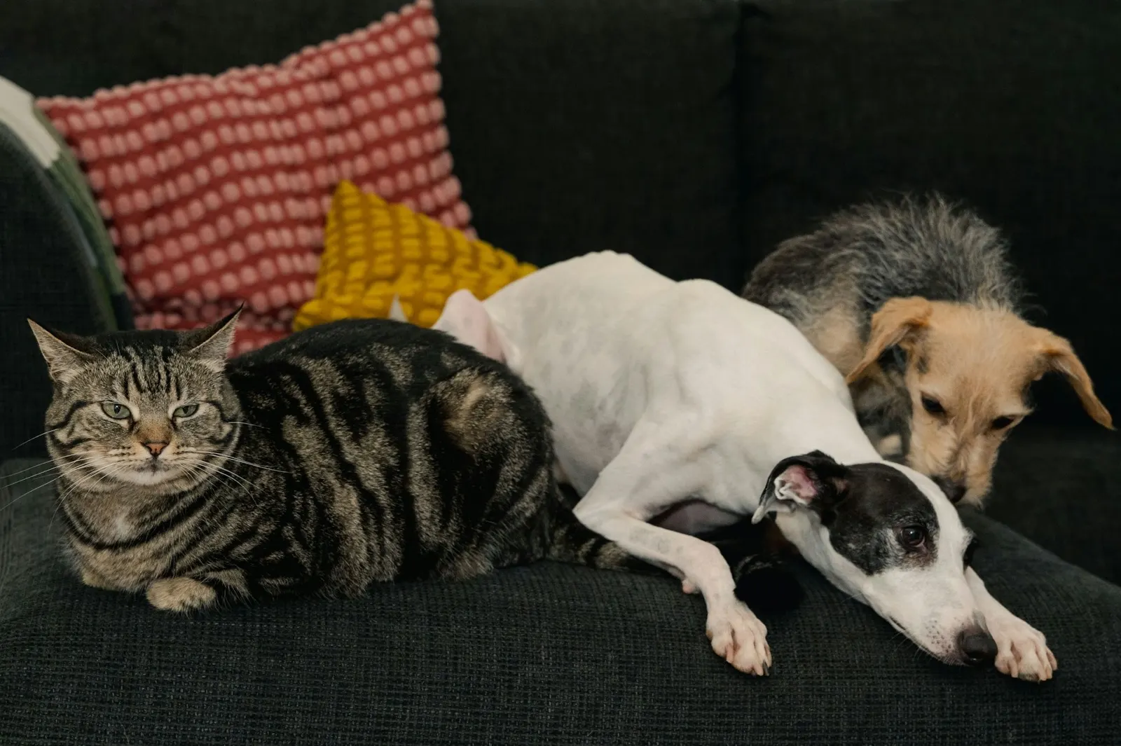 Should I Bring My Other Dog to Euthanasia? Insights from Animal Aftercare.