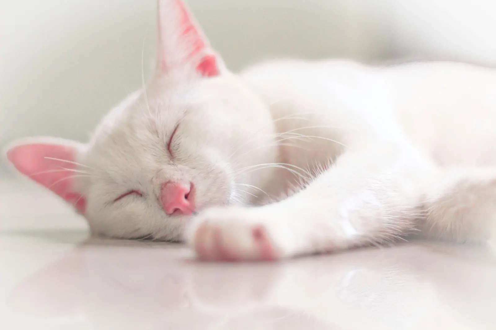 Small Pet Cremation: Compassionate Animal Aftercare Services.