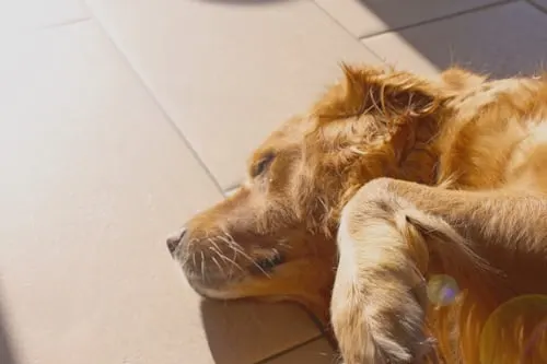 Animal Aftercare: Things to Do with Your Dog Before They Die.