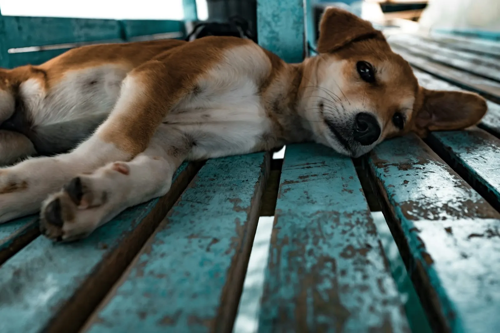 Tips for Dealing with Grief from a Pet's Death: Guidance from Animal Aftercare.