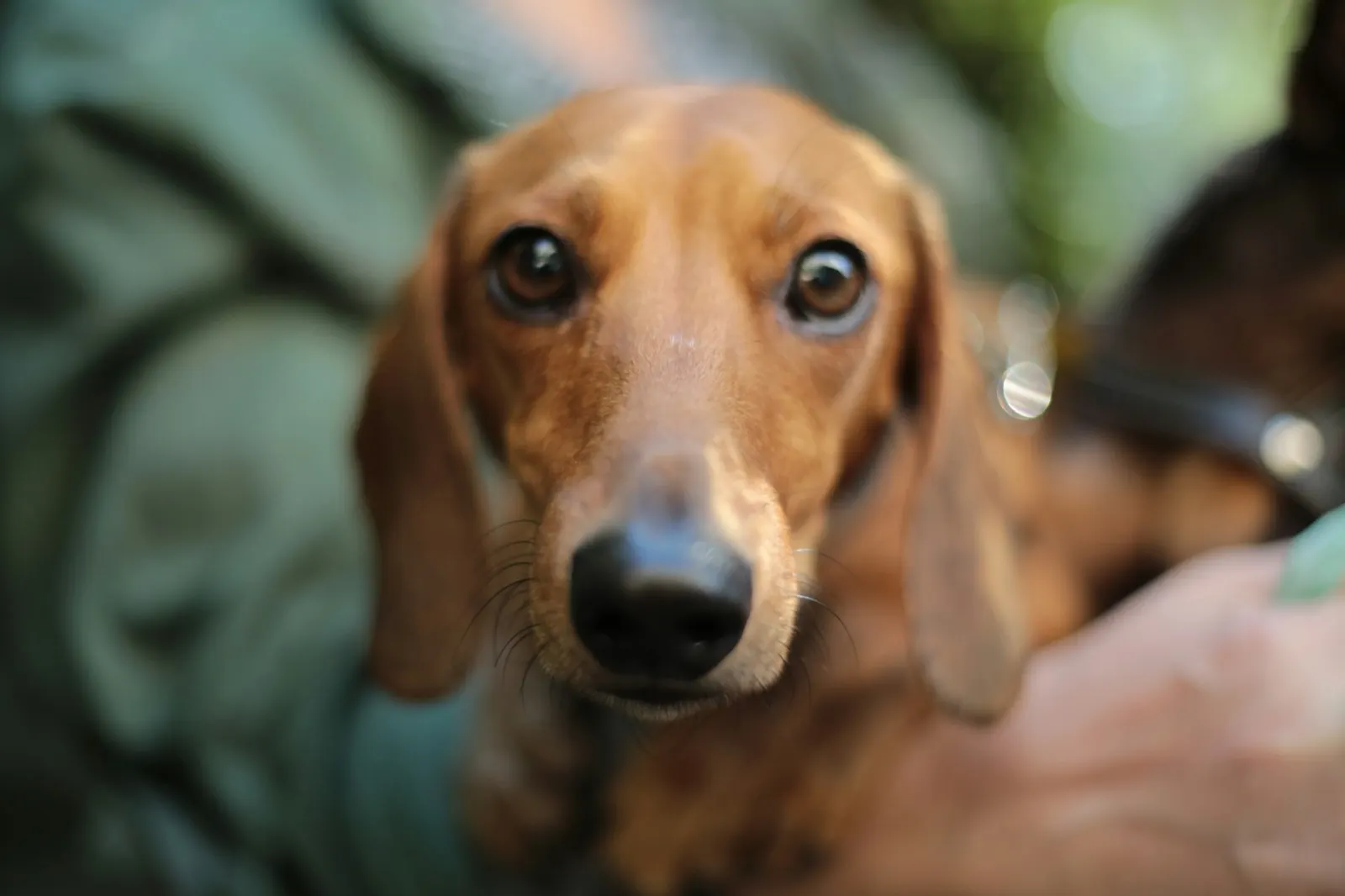 Urns for Pet Burial in Ground: Choose Animal Aftercare for Lasting Memories.