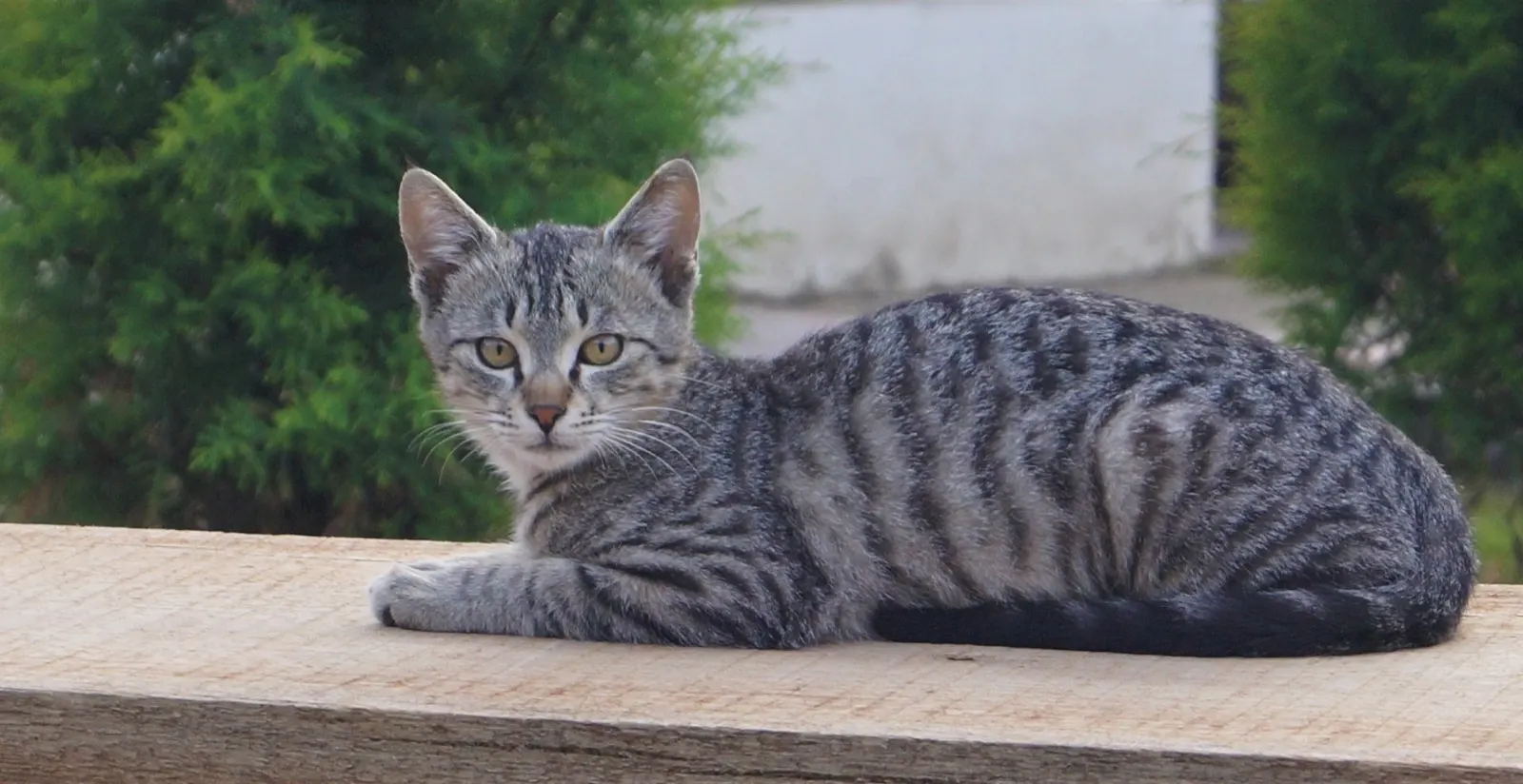 What Can You Do with Ashes from Cremation? Options from Animal Aftercare.