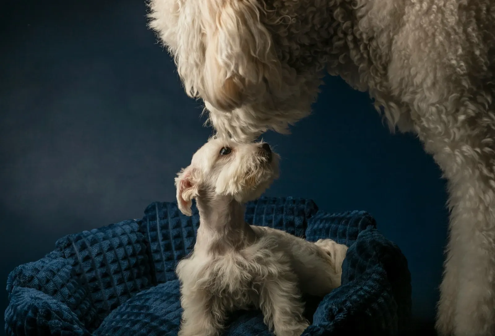 What Is a Pet Communal Cremation? Understanding Animal Aftercare Options.