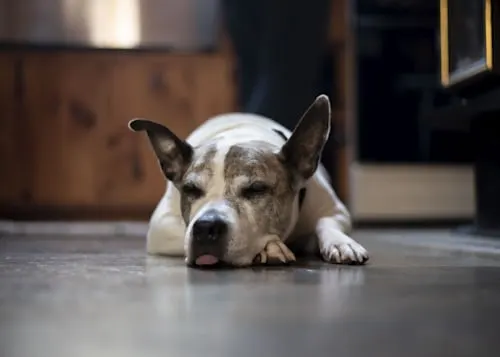 Where do Dogs Go When They Die: Animal Aftercare's Expert Insight.