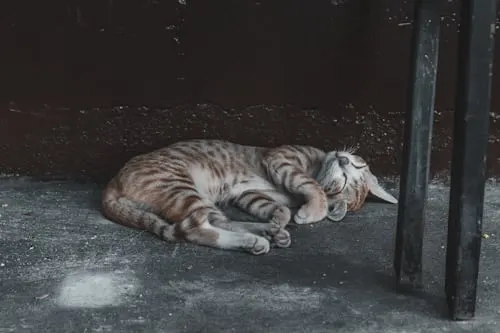 Why Do Cats Hide When They Die: Explained by Animal Aftercare.