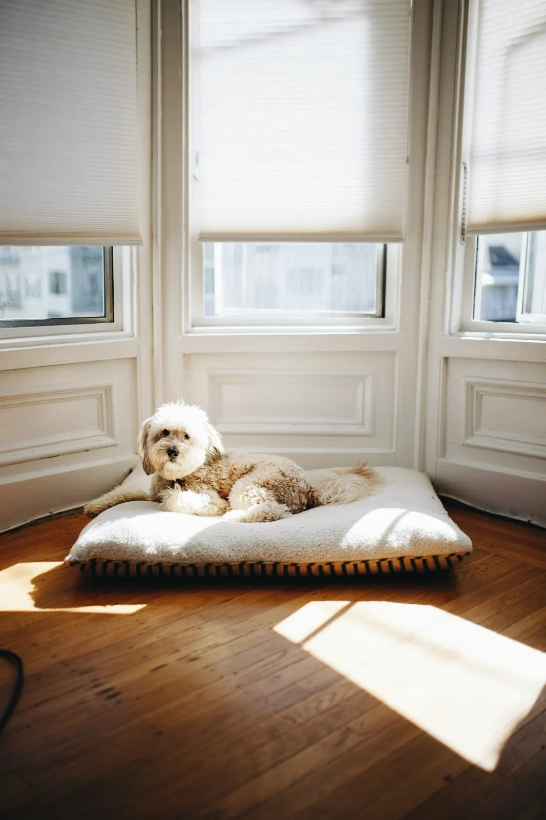 Why Do Dogs Walk in Circles Before They Die: Animal Aftercare's Expert Explanation.