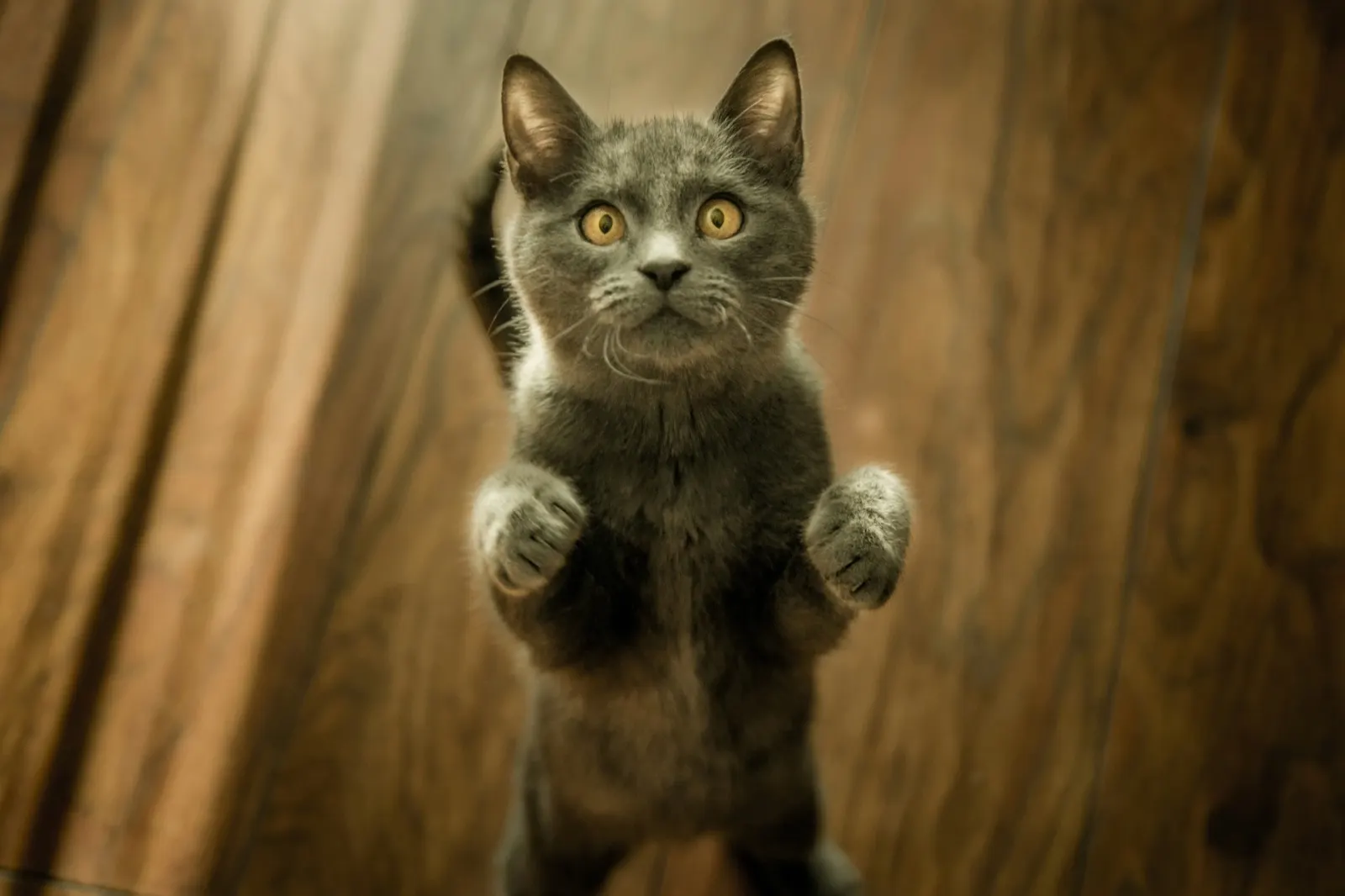 Will My Cat Be Disturbed If I Bury It? Understanding Animal Aftercare Practices.