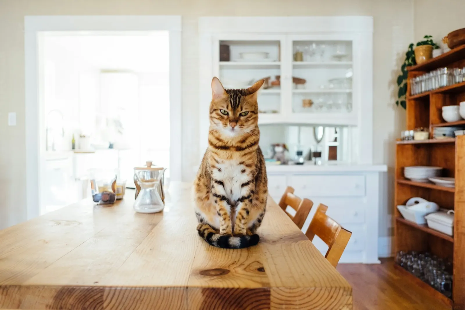 Will My Cat Forgive Me for Putting Her to Sleep? Insights from Animal Aftercare.